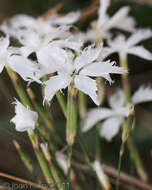 Image of Dianthus mooiensis subsp. mooiensis