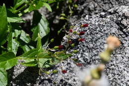 Image de Scrophularia grayana Maxim. ex Kom.