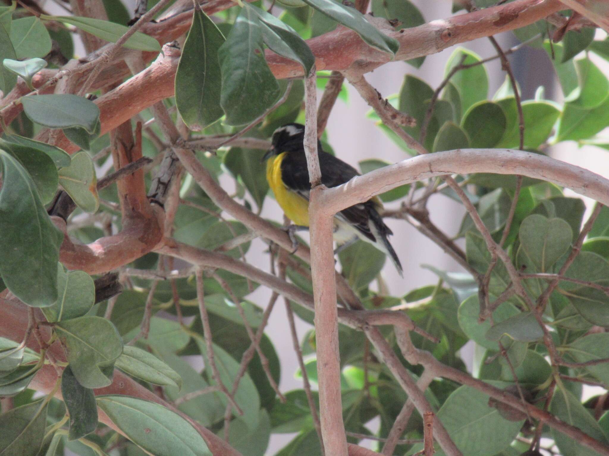 صورة Coereba flaveola uropygialis Berlepsch 1892