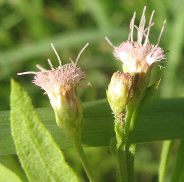 Image of Pluchea bojeri (DC.) Humbert