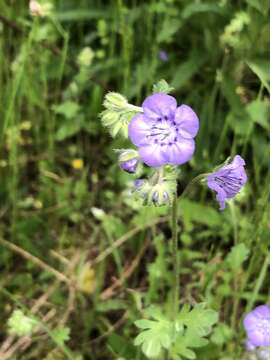 Phacelia maculata Wood的圖片