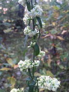 Solidago bicolor L. resmi