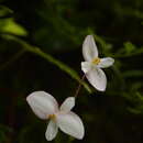 Image of Begonia dioica Buch.-Ham. ex D. Don