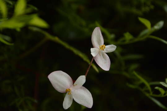 Image of Begonia dioica Buch.-Ham. ex D. Don