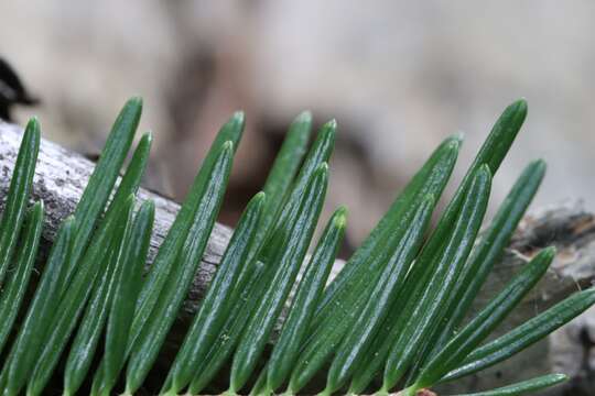 Image of Hinggan Fir