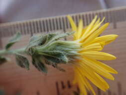 Image of rockyscree false goldenaster