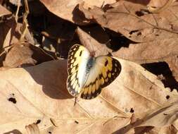 Image of Colotis vesta (Reiche (1850))