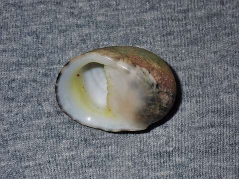 Image of polished nerite