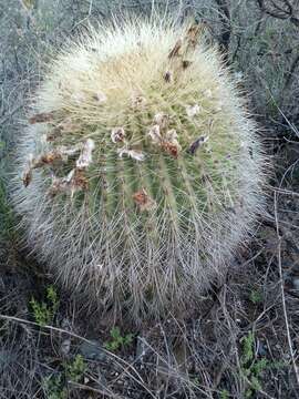 Echinopsis formosa (Pfeiff.) Jacobi ex Salm-Dyck resmi