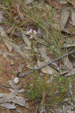 Image de Stylidium graminifolium Sw. ex Willd.