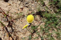 Image of Cotula pruinosa