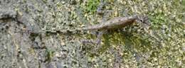 Image of Anolis apletophallus Köhler & Sunyer 2008