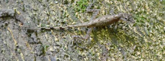 Image of Anolis apletophallus Köhler & Sunyer 2008