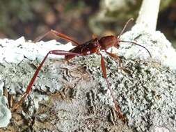 Image of Neoclytus cacicus (Chevrolat 1860)