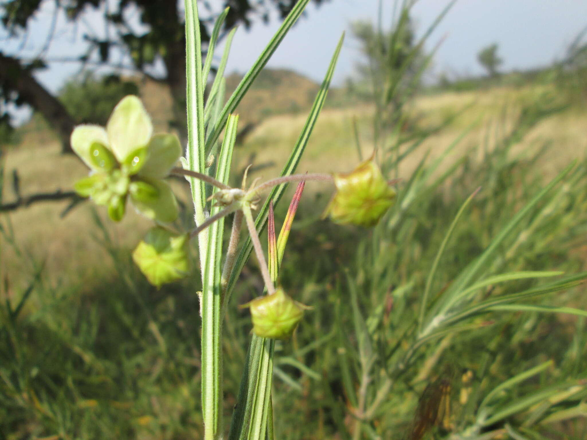 Sivun Gomphocarpus tomentosus subsp. tomentosus kuva