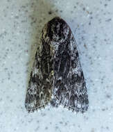 صورة Acronicta perdita Grote 1874