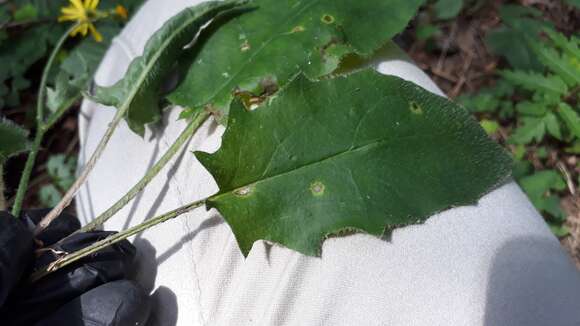 Image of Hieracium murorum subsp. murorum