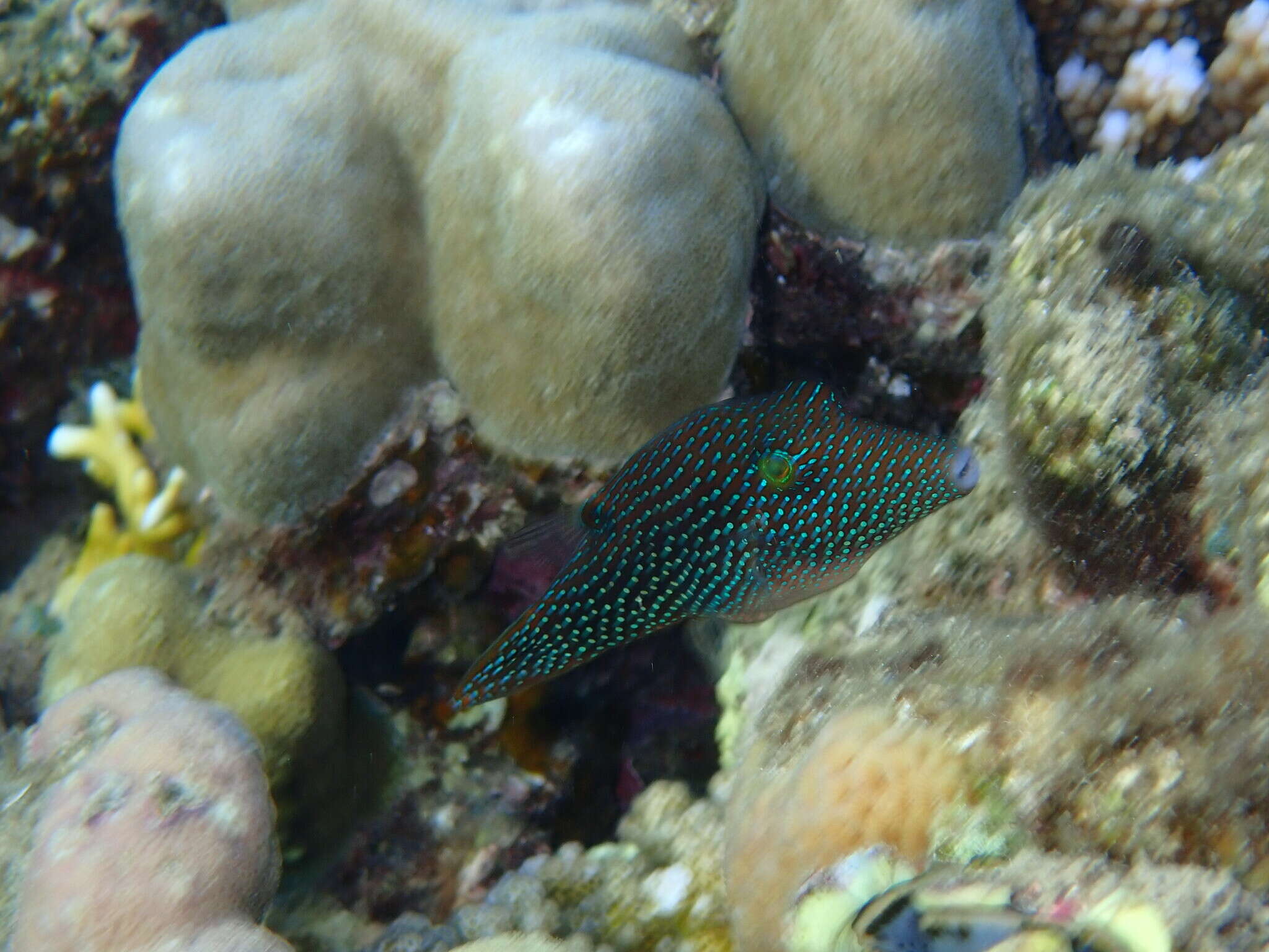 Canthigaster margaritata (Rüppell 1829) resmi