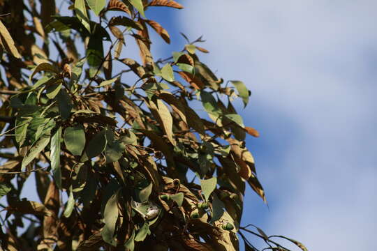 Image of Nectandra oppositifolia Nees & Mart. ex Nees