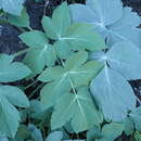 Image of Athamanta cervariifolia (DC.) DC.