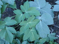 Image of Athamanta cervariifolia (DC.) DC.