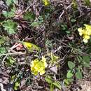 Image of Erysimum cuspidatum (M. Bieb.) DC.