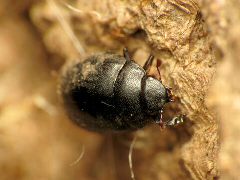 Image of Nosodendron (Nosodendron) unicolor Say 1824