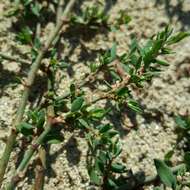 Image of Polygonum aviculare subsp. rurivagum (Boreau) Berher