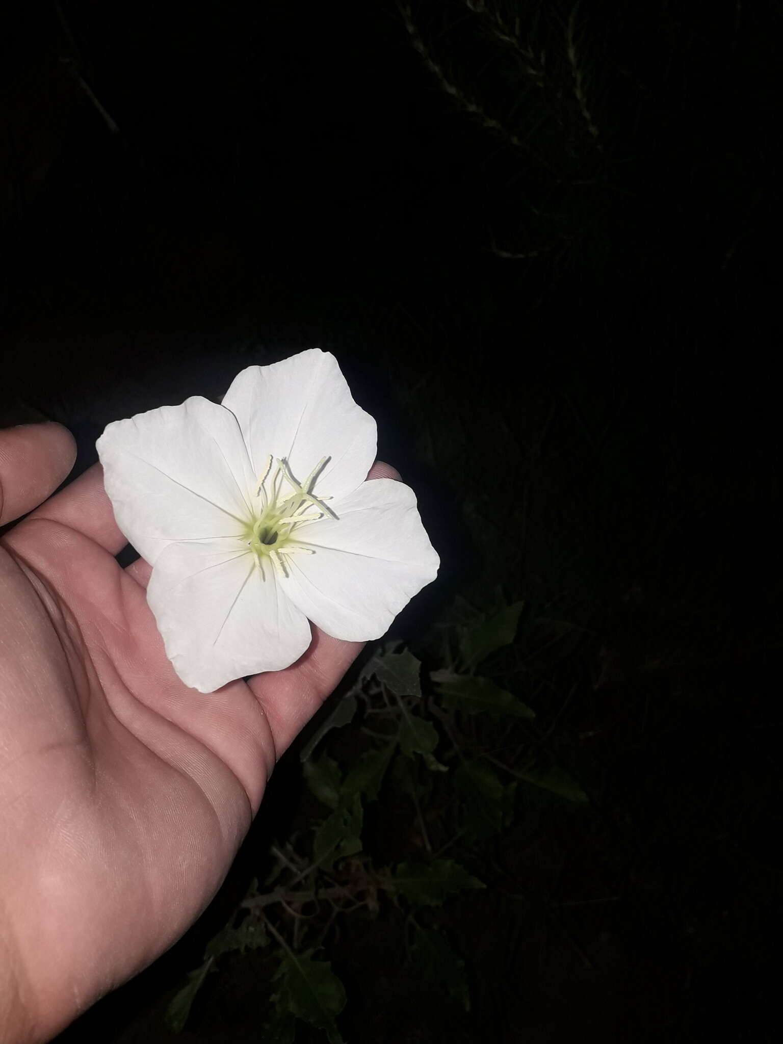 Sivun <i>Oenothera centaurifolia</i> kuva