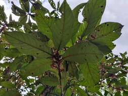 Image of Litsea floribunda (Bl.) Gamble