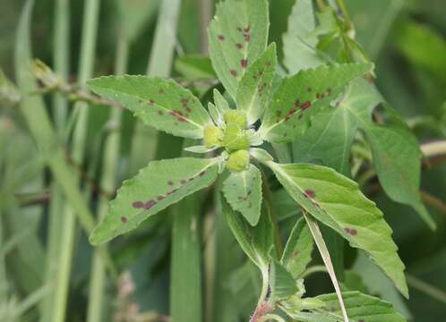 Image of hairy-fruit spurge