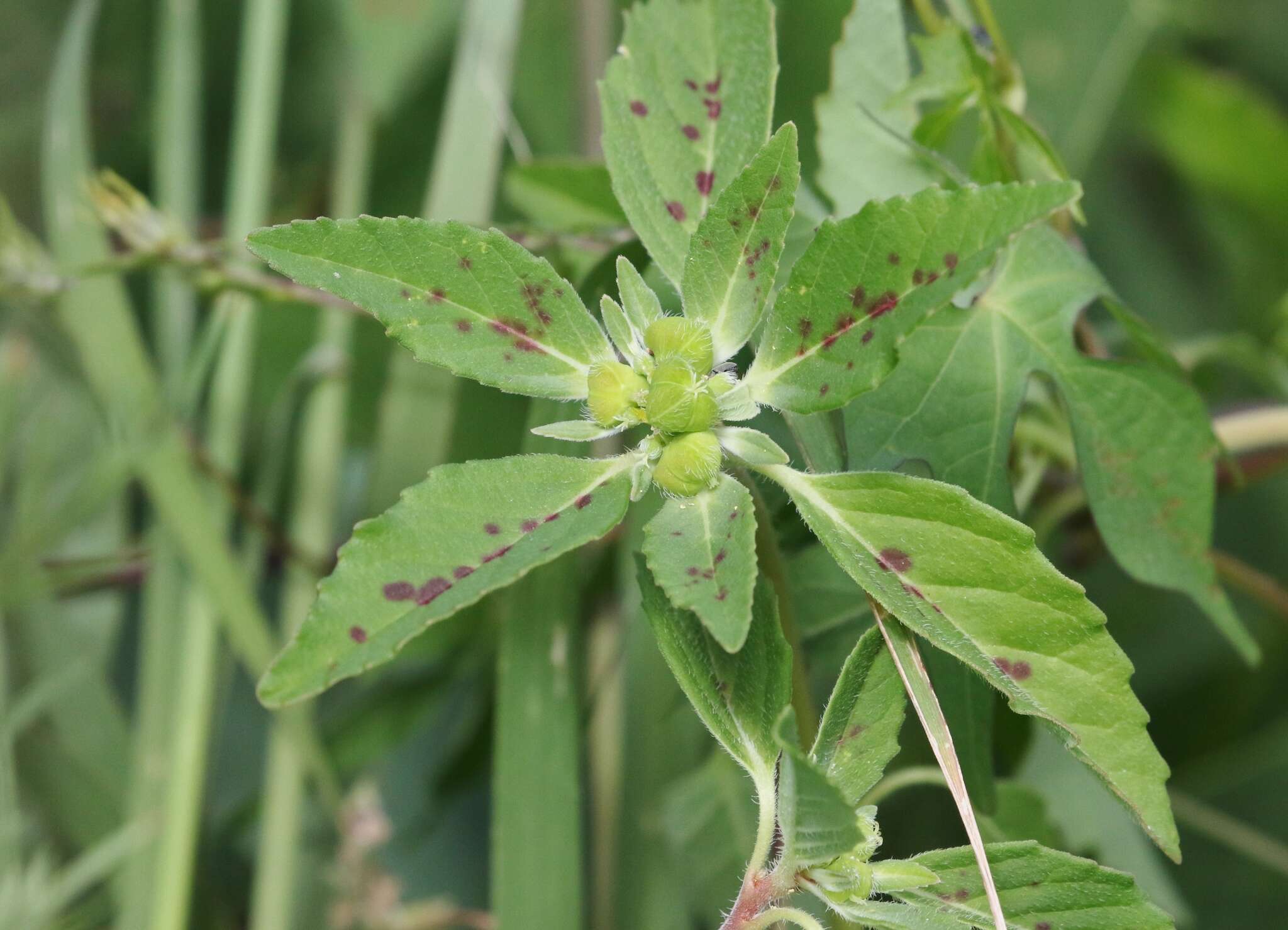 Euphorbia cuphosperma (Engelm.) Boiss. resmi