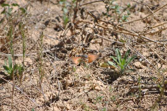 Image of humming-bird hawk moth