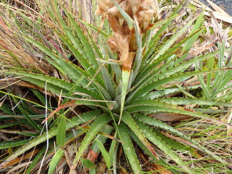 Image de Puya trianae Baker