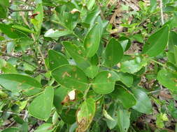 Image of Jasminum cuspidatum Rottler