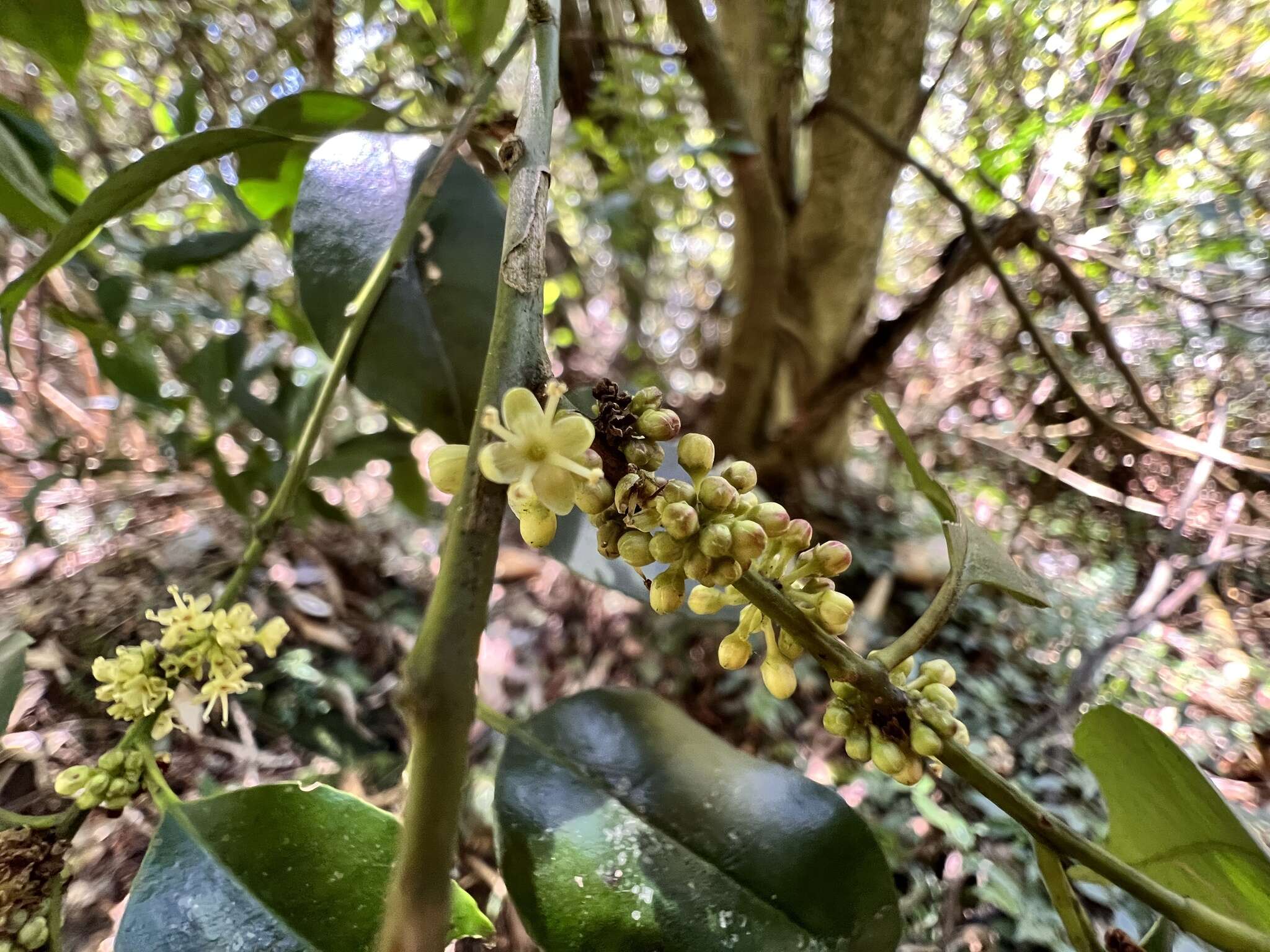 Imagem de Ilex ficoidea Hemsl.