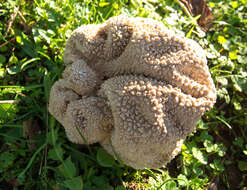 Image of Lycoperdon utriforme Bull. 1791