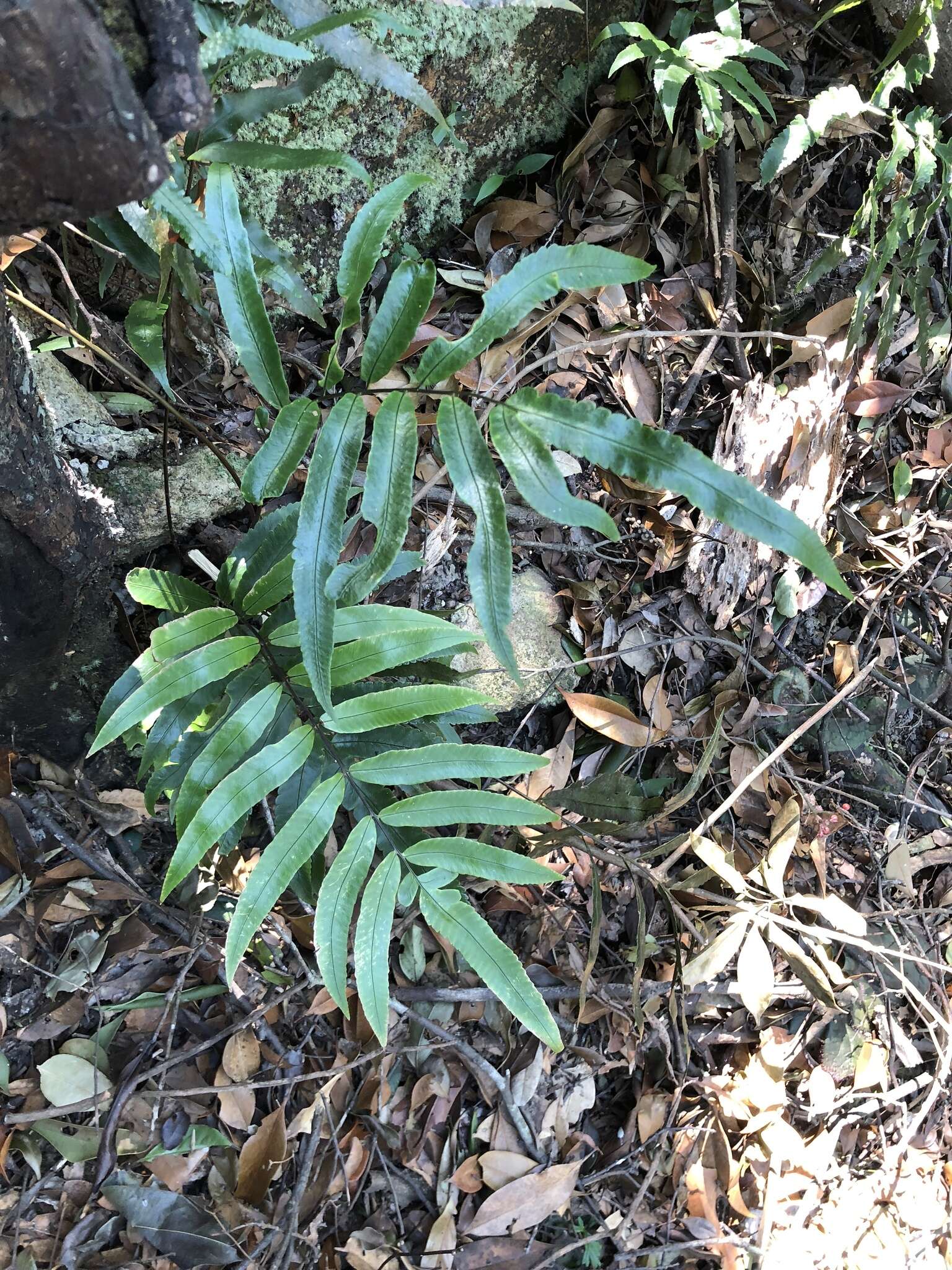 Image of Dryopteris podophylla (Hook.) O. Kuntze