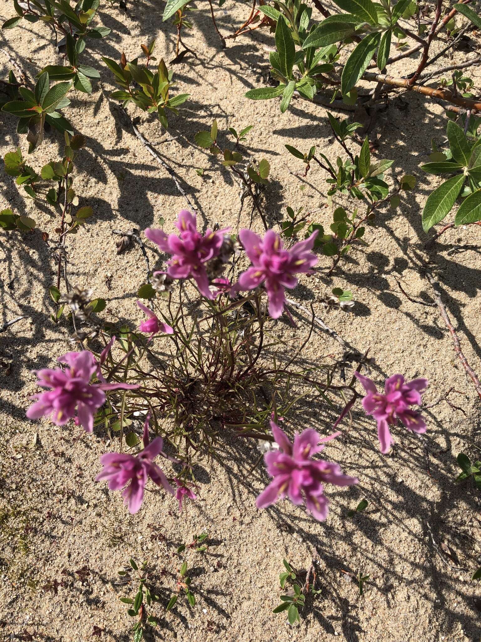 Image of Raup's Indian paintbrush