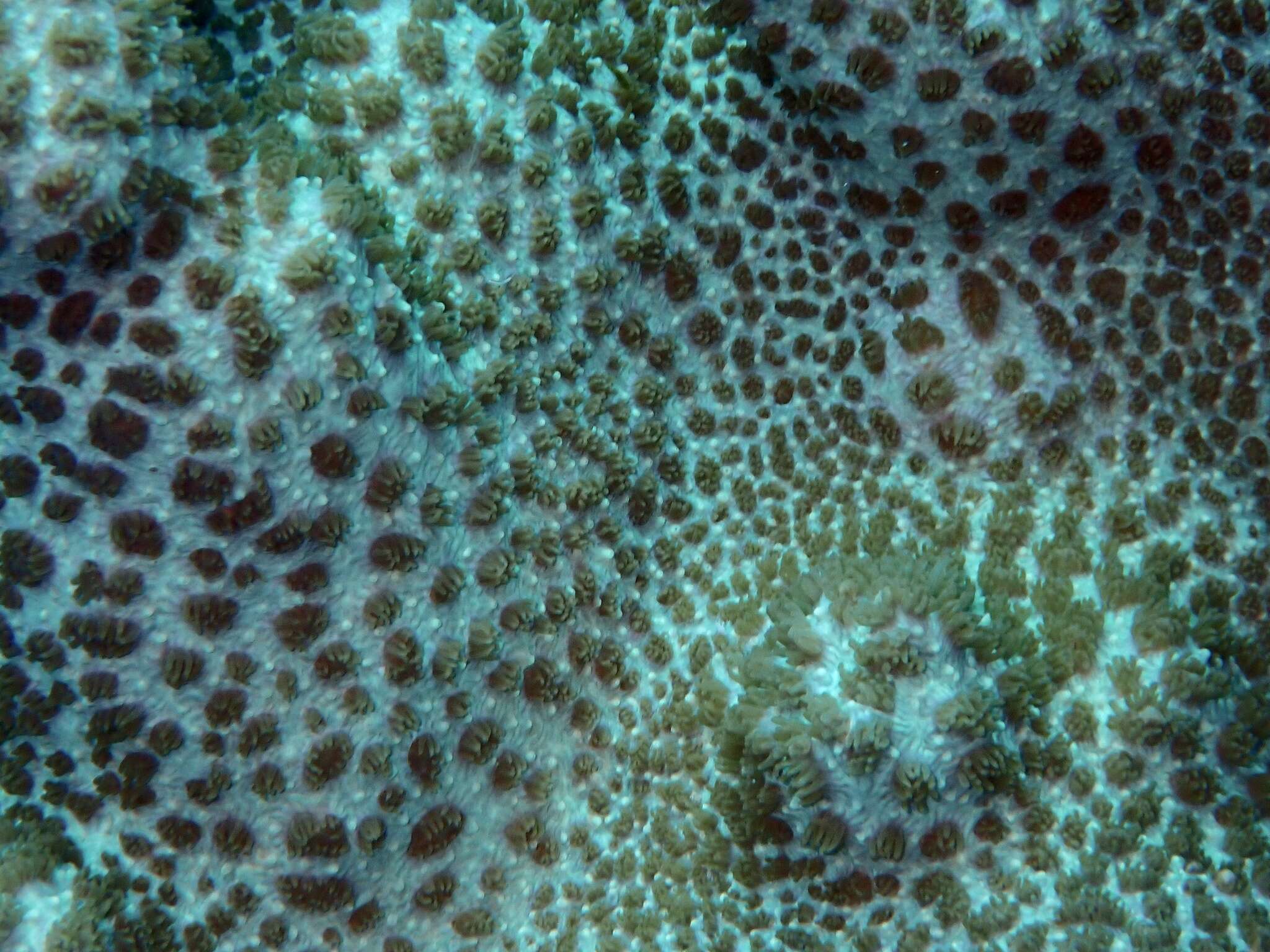 Image of Spine coral