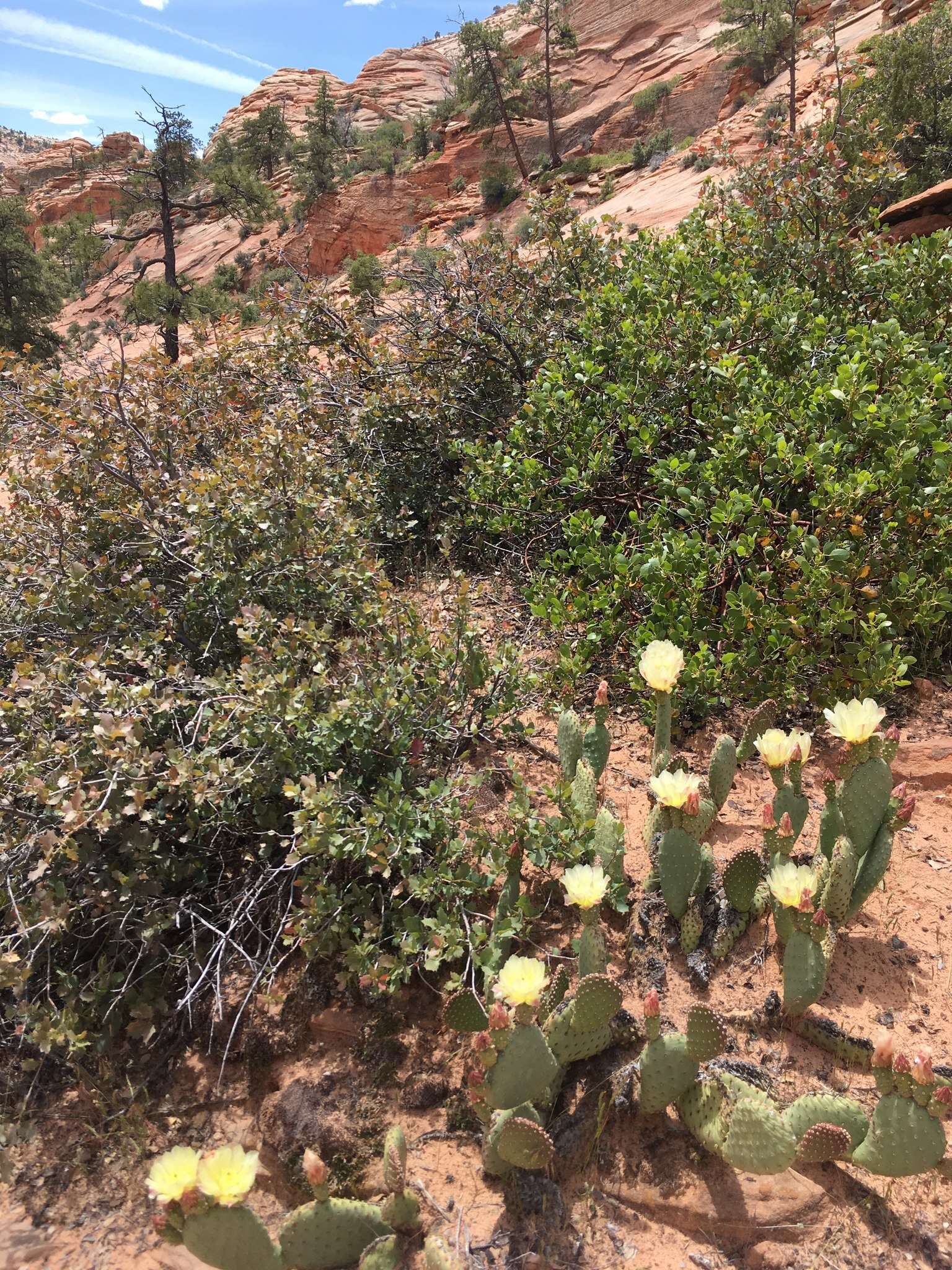 Image of Golden Prickly-pear