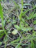 Spiranthes brevilabris Lindl. resmi