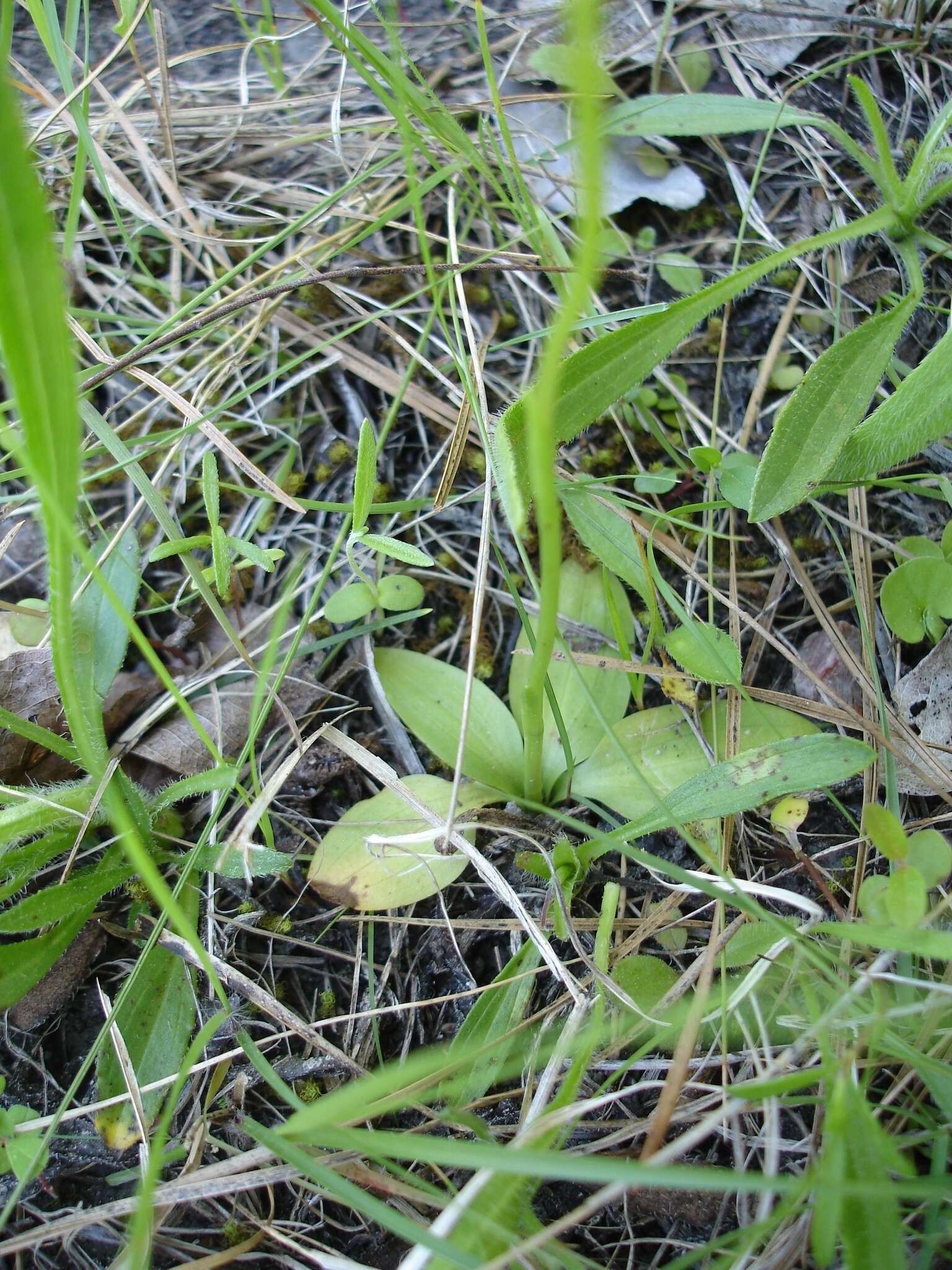 Image of Texas Ladies'-Tresses