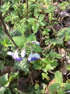 Image of spring blue eyed Mary