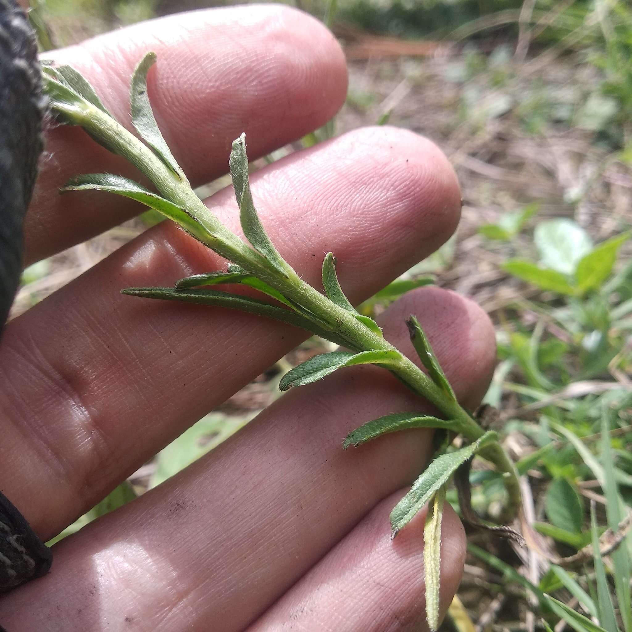 Plancia ëd Lithospermum strictum Lehm.