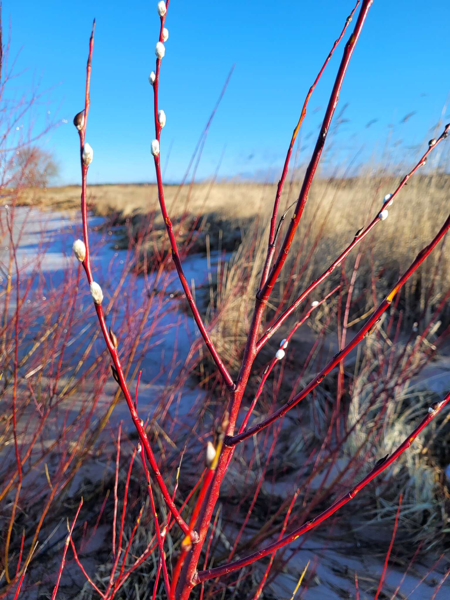 Слика од Salix daphnoides Vill.