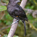 Image of Sanford's Bowerbird