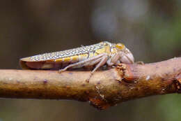 Plancia ëd Molomea lineiceps Young 1968