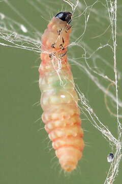 Imagem de Argyresthia goedartella Linnaeus 1758