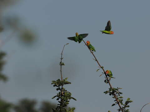 Image of Lilian's Lovebird